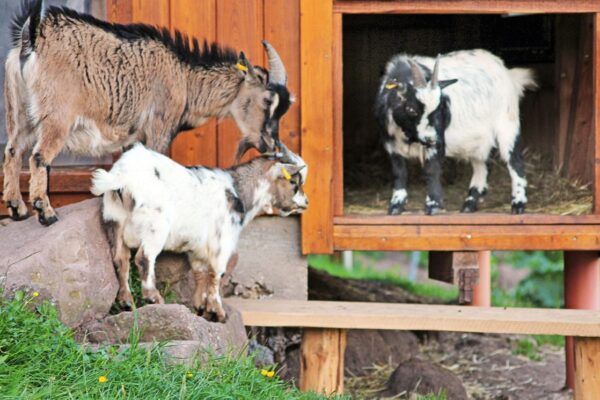 Florihof fuer Kinder 5